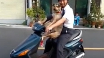 Chú chó nhảy lên xe máy ngồi chuyên nghiệp