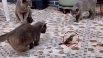 Chim giả vờ hóa đá khi bị đàn mèo bao vây