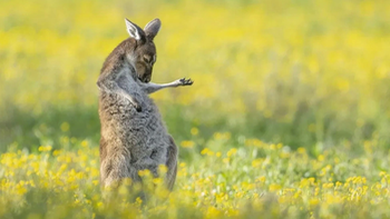 'Chú kangaroo đánh đàn' thắng 'Ảnh động vật hoang dã hài hước'