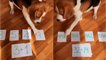 Chú chó làm toán siêu đỉnh