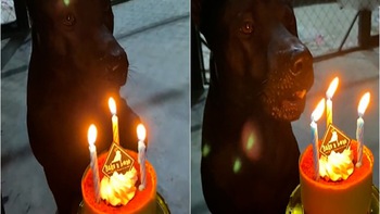 Chú chó hát mừng sinh nhật bằng tông giọng trầm ấm