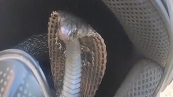 Chàng trai Ấn Độ hú hồn khi thấy rắn hổ mang trong mũ bảo hiểm