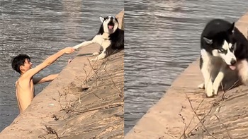 Chú chó hoảng hồn khi bị cậu chủ kéo xuống sông