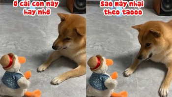 Chú chó ngơ ngác với đồ chơi biết nhại giọng