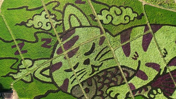 Nông dân Thái Lan vẽ tranh 'mèo ôm cá' trên cánh đồng lúa