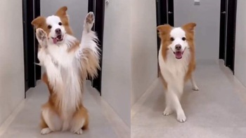 Chú chó tự quay video nhảy chân sáo siêu đáng yêu
