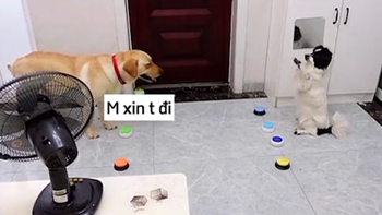Hai chú chó thông minh biết giao tiếp 'bằng tiếng người'