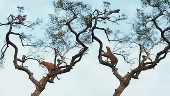 Báo bị biến thành trò hề khi leo cây bắt khỉ