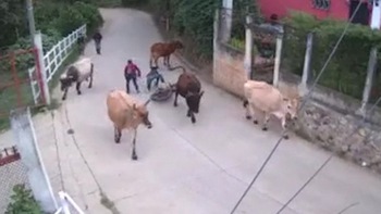 Hai thanh niên chạy xe máy ôm cua tông thẳng vào đàn bò