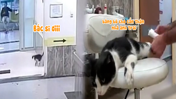 Chú mèo tự tìm đến bệnh viện để được điều trị vết thương