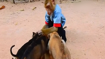 Chú khỉ tốt bụng chăm sóc bầy chó con