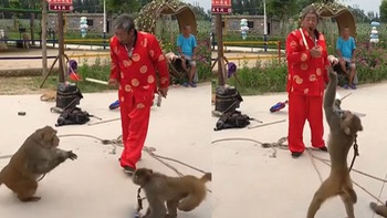 Chú khỉ suýt bị ăn đòn vì đồng bọn diễn hay mà không vỗ tay
