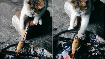 Chú mèo biết cầm xiên cá tự nướng ăn