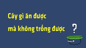 Đố vui: Cây gì ăn được mà không trồng được?