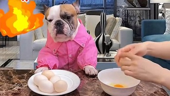 Chú chó nổi quạu khi bị sen mượn đầu để đập trứng