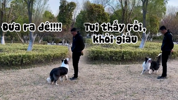 Chú chó thông minh phát hiện bị chủ troll siêu đỉnh