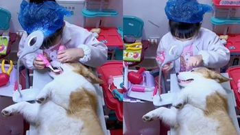 Chú chó giả làm bệnh nhân cho cô chủ khám răng