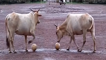 Chú bò làm nhóm thanh niên khiếp vía vì đá bóng 'chuyên nghiệp'