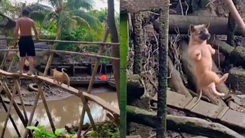 Cún con ngã xuống sông khi đi cầu khỉ