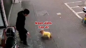 Cún con tè bậy còn hổ báo bị chú mèo dạy cho một bài học