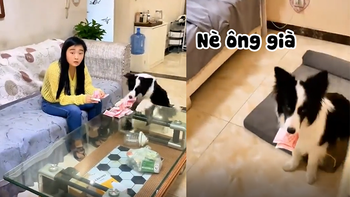 Chú chó trộm tiền cho ông chủ siêu đỉnh