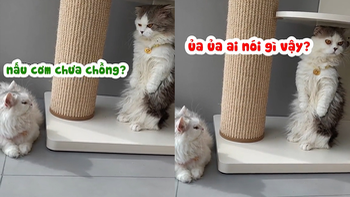 Chú mèo giả điếc khi bị vợ kêu nấu cơm