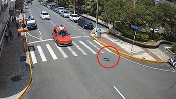 Chàng trai lộn lên nóc ô tô khi tài xế nhường đường cho chú chó