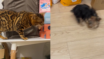 Chú mèo ngơ ngác khi bị cún giành mất thức ăn
