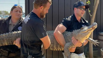 Vào sở thú trộm trứng cá sấu về ấp thành thú cưng