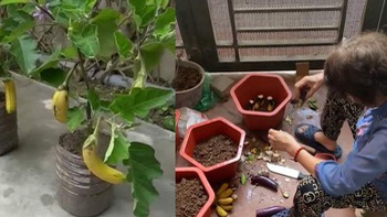 Video hài nhất tuần qua: Cụ bà bắt chước MXH 'trồng cà tím nở ra chuối'