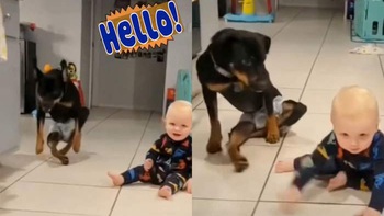 Cười sảng với chú chó bắt chước dáng đi của em bé