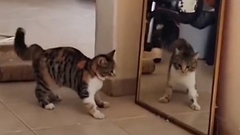 Chú mèo đánh nhau với bóng mình trong gương