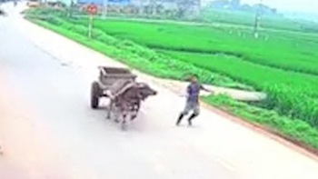 Trâu kéo xe bò chạy vun vút trên đường