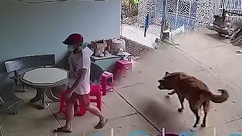Chú chó vẫy đuôi mừng khi thấy trộm vào nhà