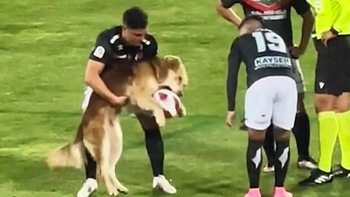 Chú chó lao vào sân, cướp bóng của cầu thủ