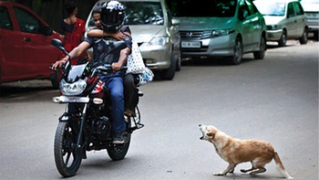 Ấn Độ bó tay trước nạn… chó hoang cắn người!