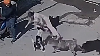 Chú chó xả thân giải cứu cô chủ bị tấn công