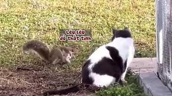 Mèo cay cú khi bị sóc lêu lêu