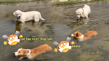 Chú chó corgi nổi cáu vì đồng bọn trêu chọc chiều cao