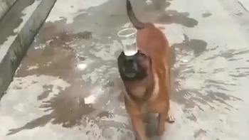 Chú chó làm xiếc, đội cốc nước giữ thăng bằng trên đầu