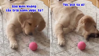 Chú chó nổi cáu vì không lấy được quả bóng sau tấm kính