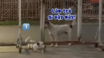 Chú chó thích làm màu, thể hiện lối đi riêng