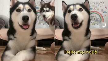 Husky thông minh nói 'hello' siêu chuẩn