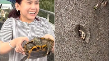 Cô gái gặp sự cố khi phóng sinh khiến cụ rùa bay vào lòng đất