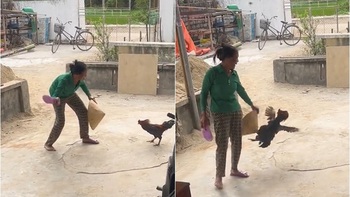 Gà trống bị ăn dép vẫn hổ báo