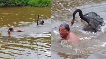 Người đàn ông ngụp lặn dưới sông khi bị thiên nga rượt