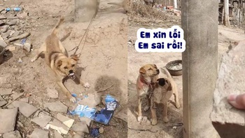 Chú chó hết hổ báo khi thấy chàng trai cầm viên gạch