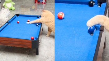 Chú mèo chơi bi da siêu ngầu