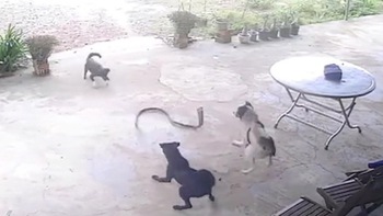 Đàn chó quyết chiến với rắn hổ mang