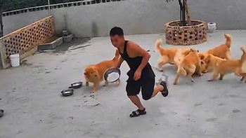 Video hài nhất tuần qua: Chàng trai thả 'chó đại ca' dẹp đồng bọn đánh nhau
